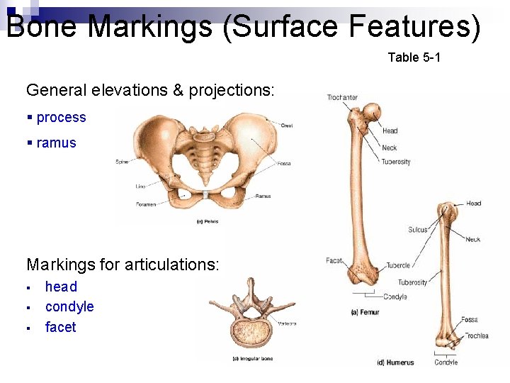 Bone Markings (Surface Features) Table 5 -1 General elevations & projections: § process §