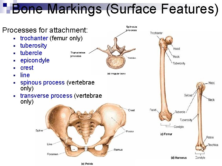 Bone Markings (Surface Features) Processes for attachment: trochanter (femur only) tuberosity Transverse tubercle process