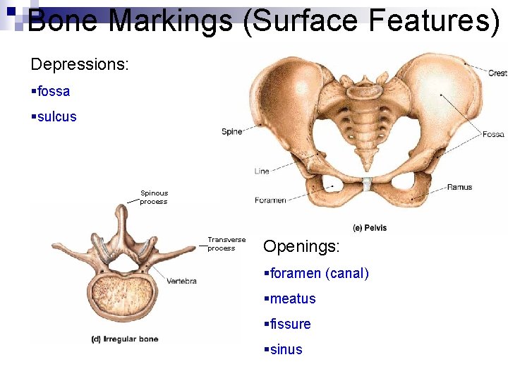 Bone Markings (Surface Features) Depressions: §fossa §sulcus Spinous process Transverse process Openings: §foramen (canal)