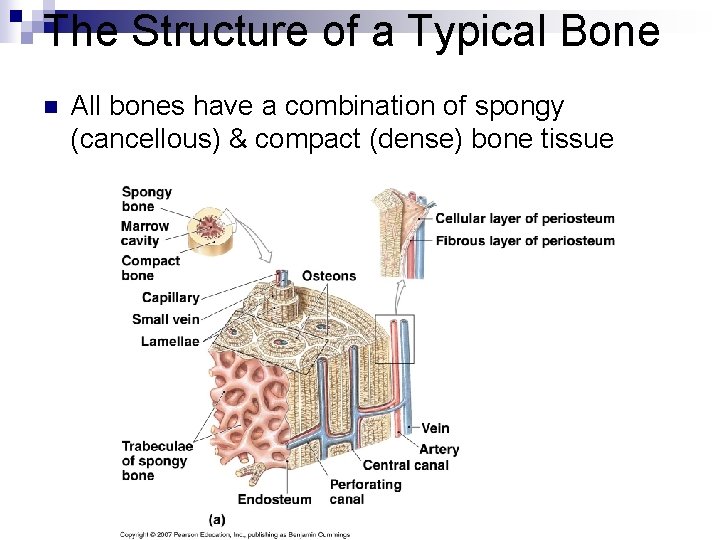The Structure of a Typical Bone n All bones have a combination of spongy