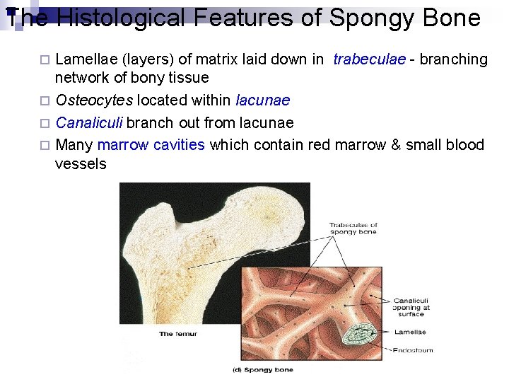 The Histological Features of Spongy Bone Lamellae (layers) of matrix laid down in trabeculae