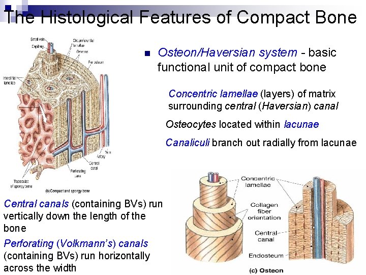 The Histological Features of Compact Bone n Osteon/Haversian system - basic functional unit of