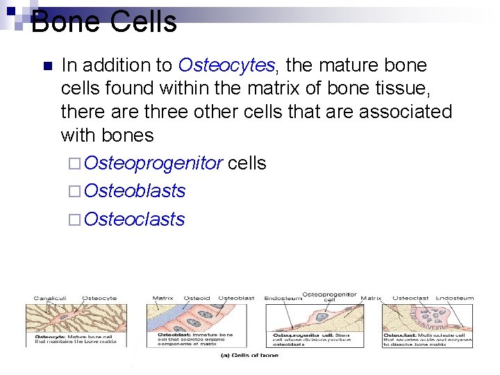 Bone Cells n In addition to Osteocytes, the mature bone cells found within the