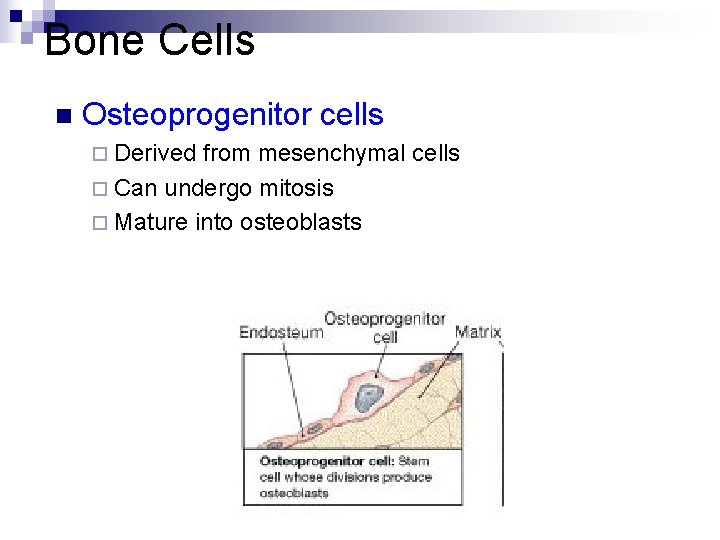 Bone Cells n Osteoprogenitor cells ¨ Derived from mesenchymal cells ¨ Can undergo mitosis