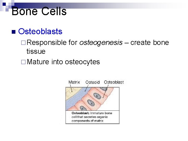 Bone Cells n Osteoblasts ¨ Responsible for osteogenesis – create bone tissue ¨ Mature