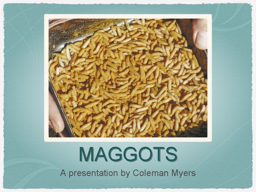 MAGGOTS A presentation by Coleman Myers 