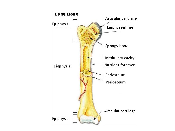 Articular cartilage Epiphysis Epiphyseal line Spongy bone Medullary cavity Diaphysis Nutrient foramen Endosteum Periosteum