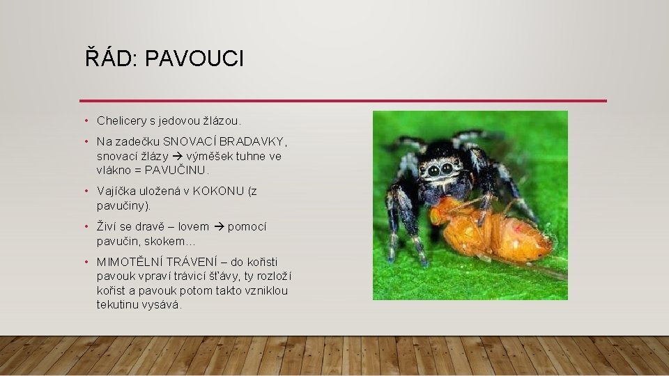 ŘÁD: PAVOUCI • Chelicery s jedovou žlázou. • Na zadečku SNOVACÍ BRADAVKY, snovací žlázy