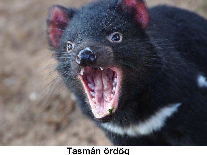 Tasmán ördög 