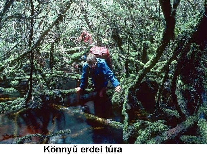 Könnyű erdei túra 