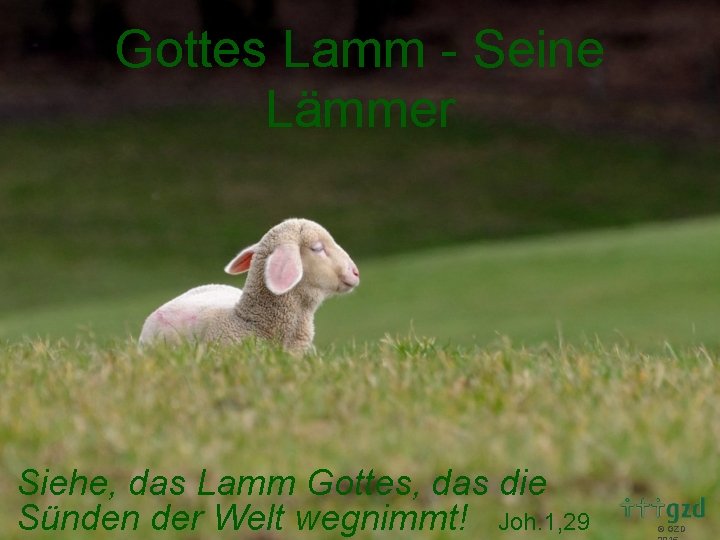 Gottes Lamm - Seine Lämmer Siehe, das Lamm Gottes, das die Sünden der Welt