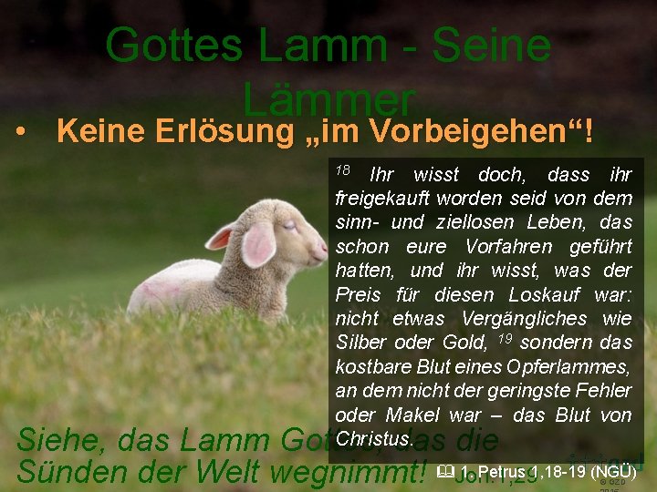 Gottes Lamm - Seine Lämmer • Keine Erlösung „im Vorbeigehen“! Ihr wisst doch, dass