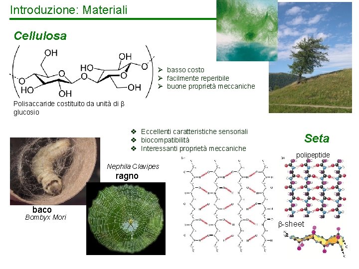 Introduzione: Materiali Cellulosa Ø basso costo Ø facilmente reperibile Ø buone proprietà meccaniche Polisaccaride
