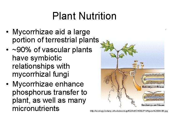 Plant Nutrition • Mycorrhizae aid a large portion of terrestrial plants • ~90% of