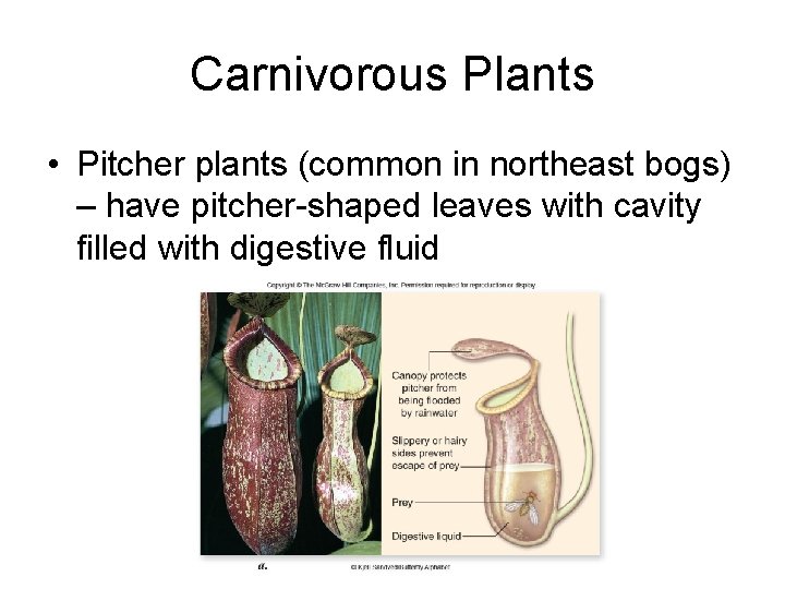 Carnivorous Plants • Pitcher plants (common in northeast bogs) – have pitcher-shaped leaves with