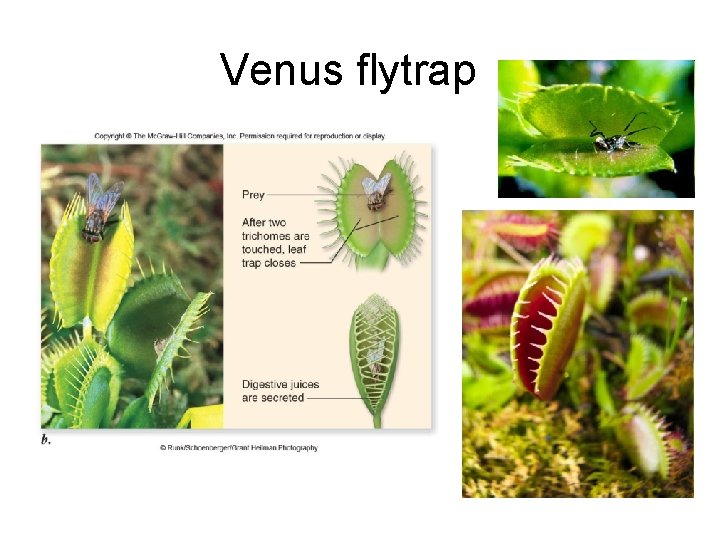 Venus flytrap 