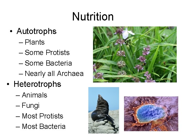 Nutrition • Autotrophs – Plants – Some Protists – Some Bacteria – Nearly all