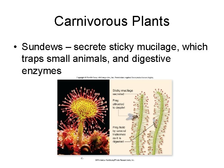 Carnivorous Plants • Sundews – secrete sticky mucilage, which traps small animals, and digestive