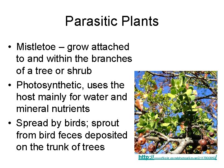 Parasitic Plants • Mistletoe – grow attached to and within the branches of a