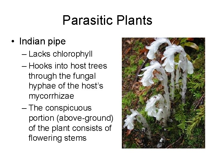Parasitic Plants • Indian pipe – Lacks chlorophyll – Hooks into host trees through