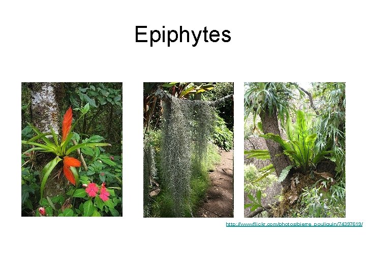 Epiphytes http: //www. flickr. com/photos/pierre_pouliquin/74397619/ 