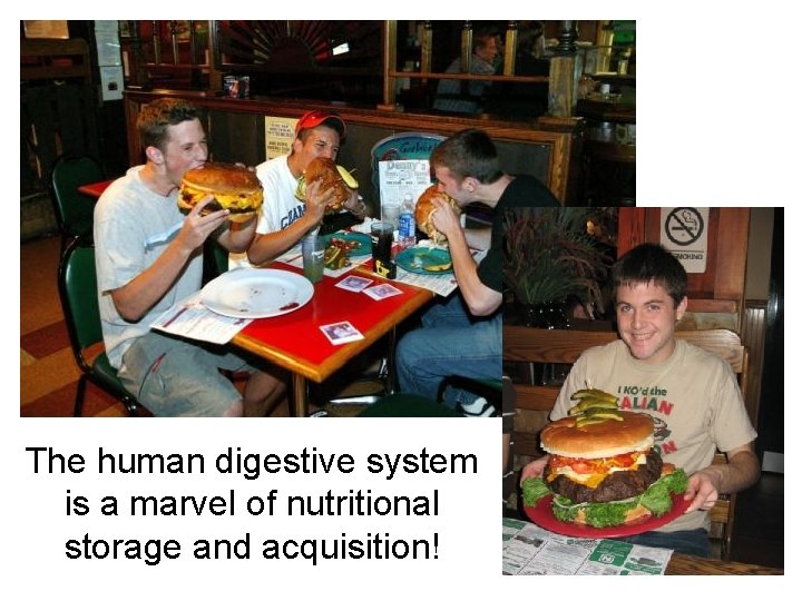 The human digestive system is a marvel of nutritional storage and acquisition! 