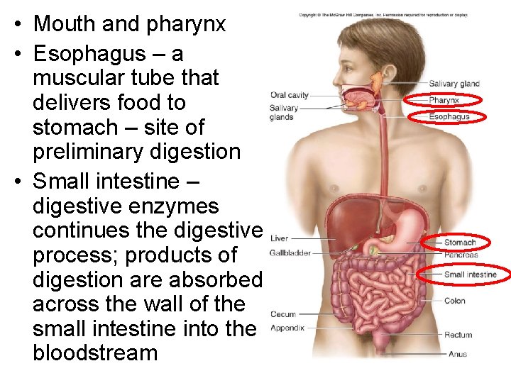  • Mouth and pharynx • Esophagus – a muscular tube that delivers food