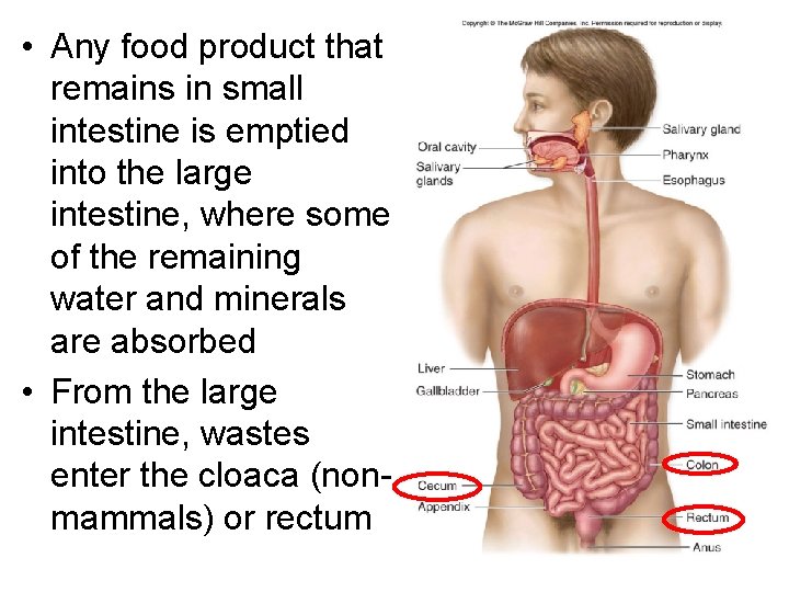  • Any food product that remains in small intestine is emptied into the