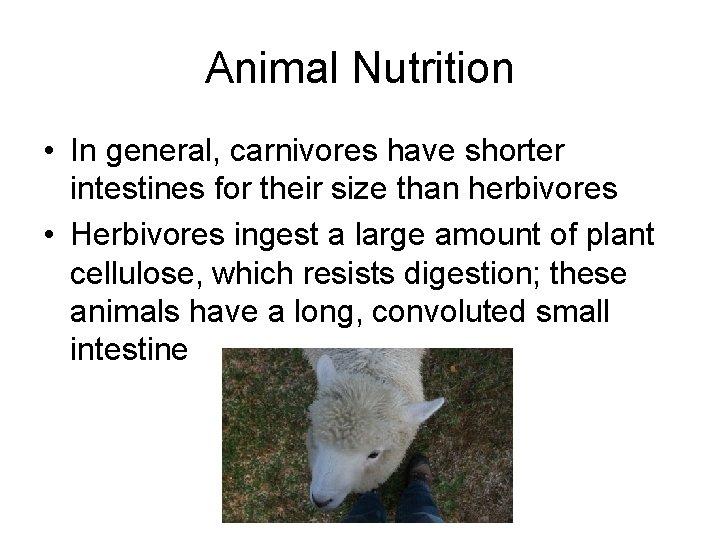 Animal Nutrition • In general, carnivores have shorter intestines for their size than herbivores