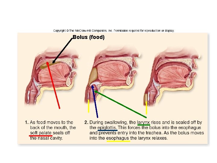 Bolus (food) 