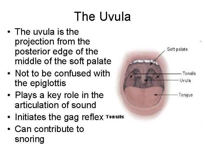 The Uvula • The uvula is the projection from the posterior edge of the