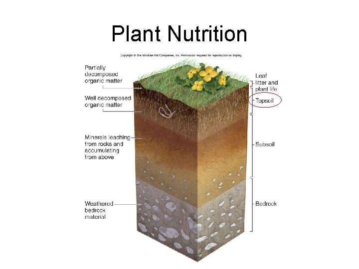 Plant Nutrition 