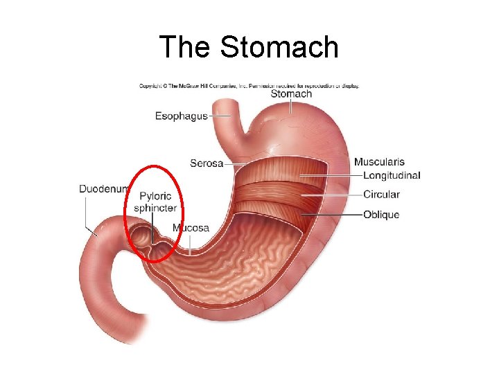 The Stomach 