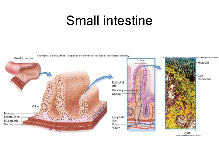 Small intestine 