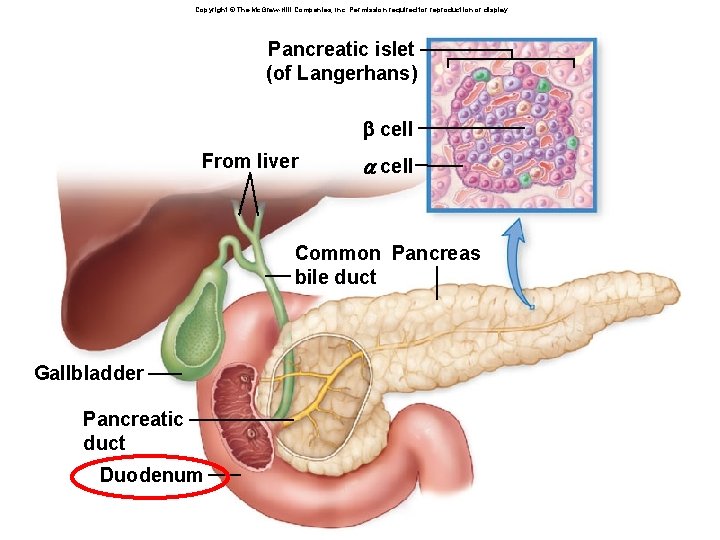 Copyright © The Mc. Graw-Hill Companies, Inc. Permission required for reproduction or display. Pancreatic