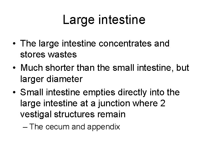 Large intestine • The large intestine concentrates and stores wastes • Much shorter than