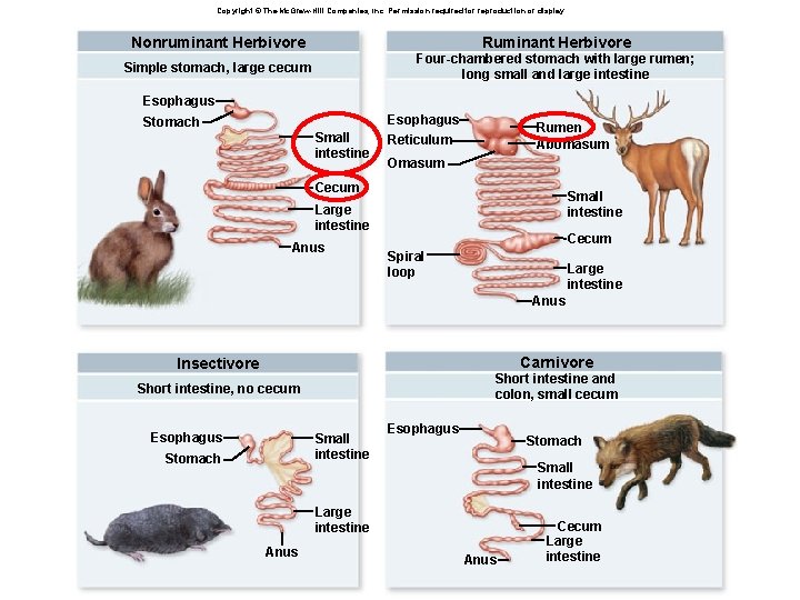 Copyright © The Mc. Graw-Hill Companies, Inc. Permission required for reproduction or display. Nonruminant