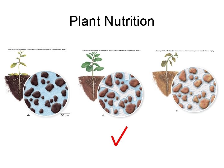 Plant Nutrition 