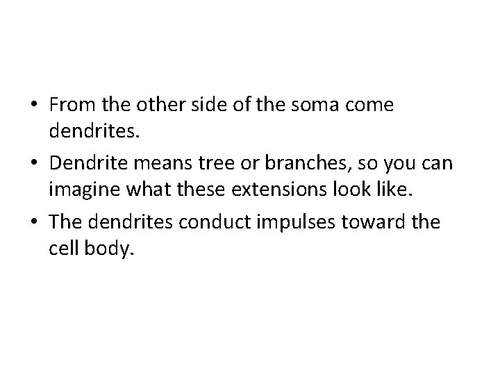 • From the other side of the soma come dendrites. • Dendrite means