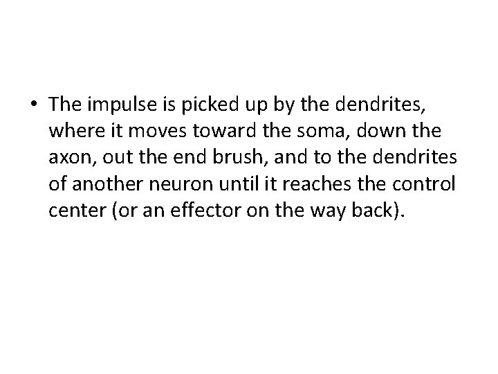 • The impulse is picked up by the dendrites, where it moves toward • The impulse is picked up by the dendrites, where it moves toward