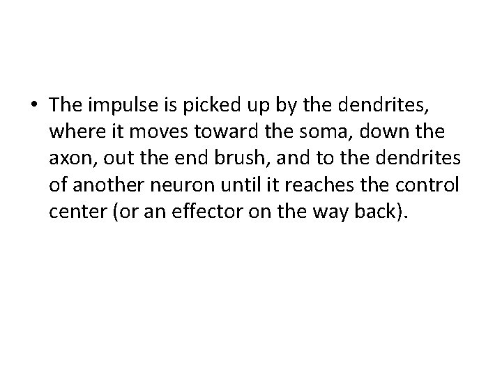  • The impulse is picked up by the dendrites, where it moves toward