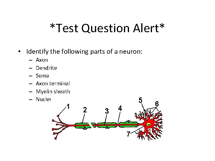 *Test Question Alert* • Identify the following parts of a neuron: – – – *Test Question Alert* • Identify the following parts of a neuron: – – –