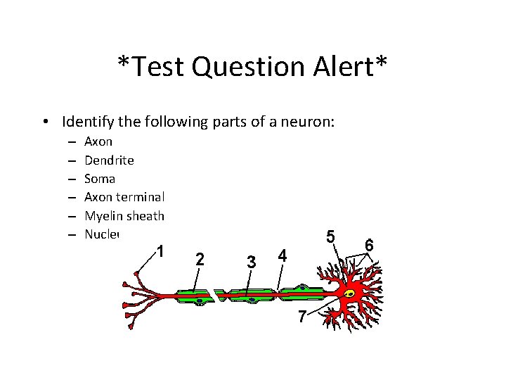 *Test Question Alert* • Identify the following parts of a neuron: – – –