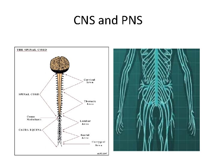 CNS and PNS CNS and PNS