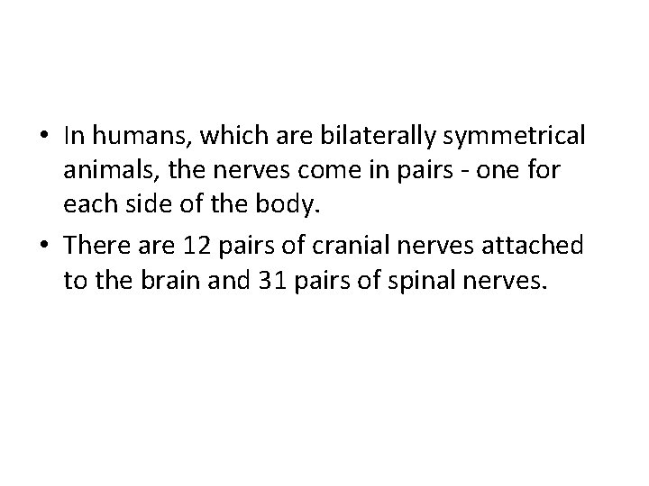 • In humans, which are bilaterally symmetrical animals, the nerves come in pairs • In humans, which are bilaterally symmetrical animals, the nerves come in pairs