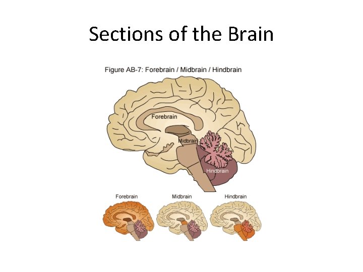Sections of the Brain 