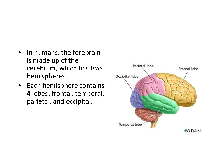  • In humans, the forebrain is made up of the cerebrum, which has