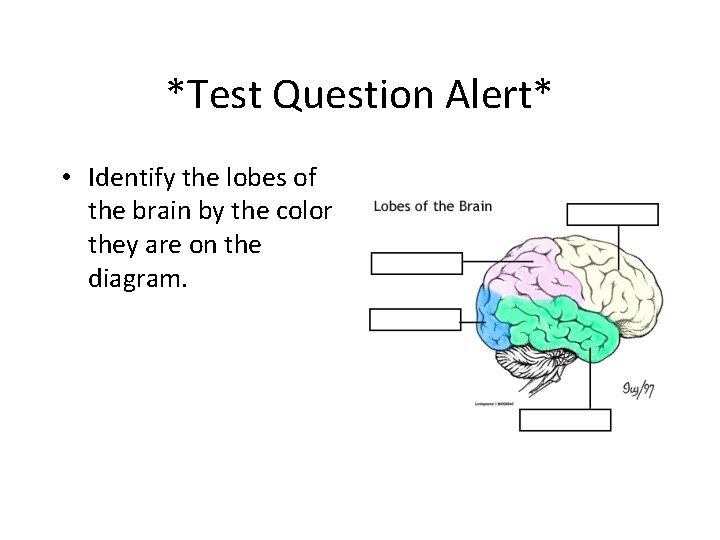 *Test Question Alert* • Identify the lobes of the brain by the color they