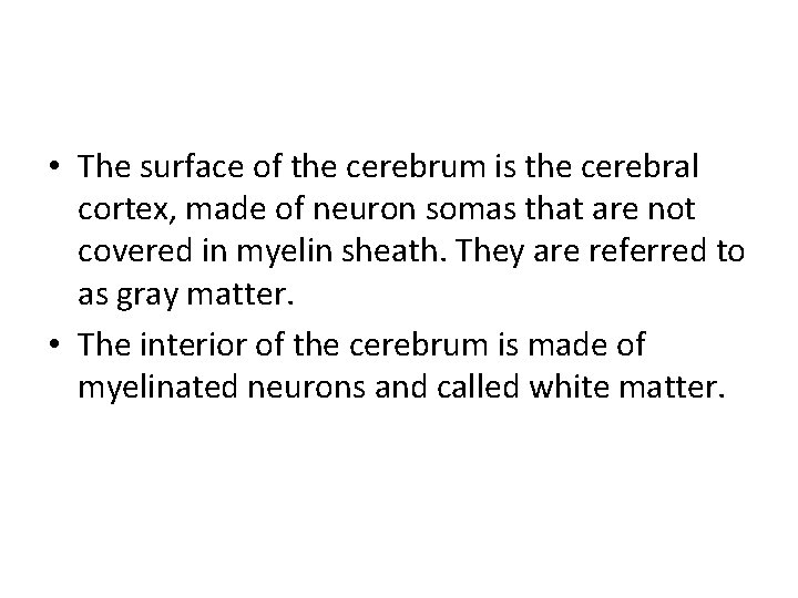  • The surface of the cerebrum is the cerebral cortex, made of neuron