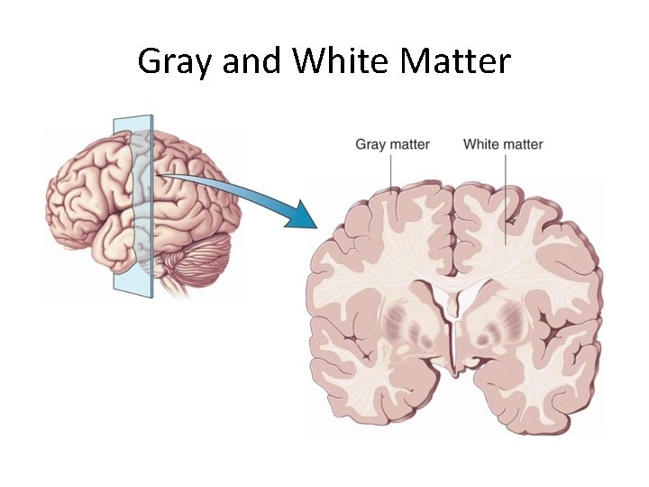 Gray and White Matter 